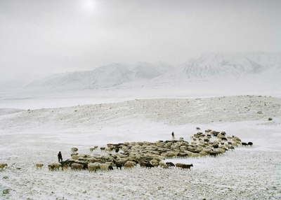 A sheep herd leaving camp early in the morning in the remote Pamir plateau, in northeastern Afghanistan. Shepherds often carry guns, as wolf attacks on livestock are not uncommon. (Matthieu Paley)